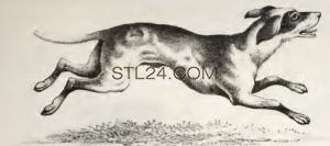 ANIMAL_0226